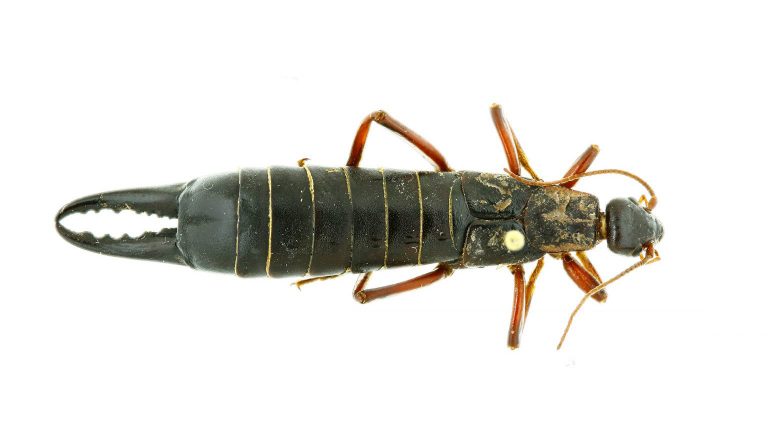 Lost chance to save the giant earwig: they got there too soon